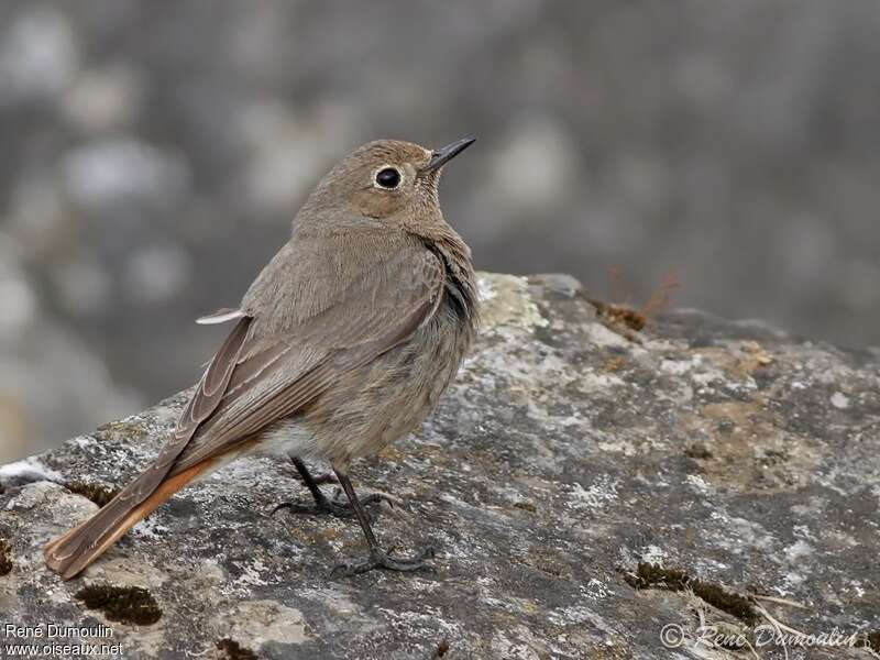 Black Redstart female adult breeding, identification