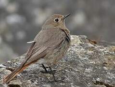 Black Redstart