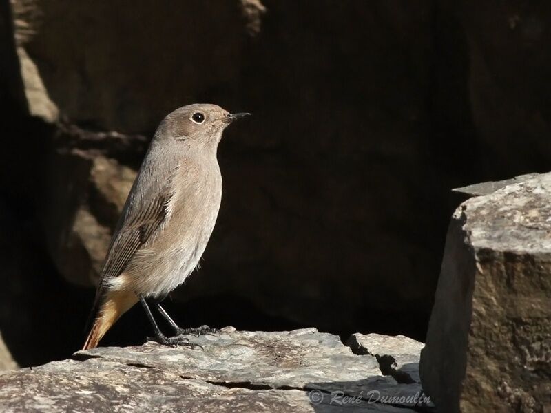 Black Redstartjuvenile