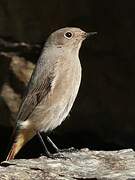 Black Redstart