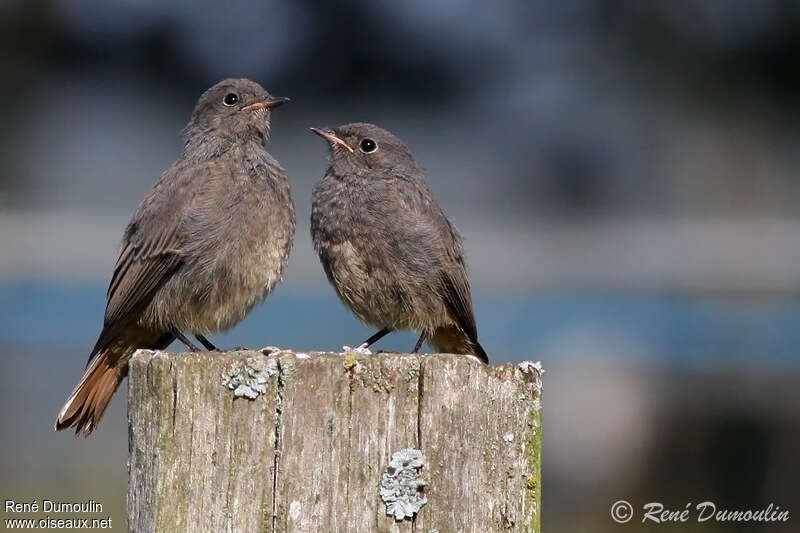 Black Redstartjuvenile, identification