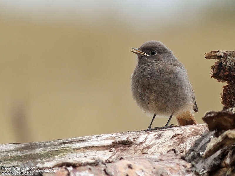 Black Redstartjuvenile, identification