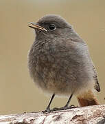 Black Redstart