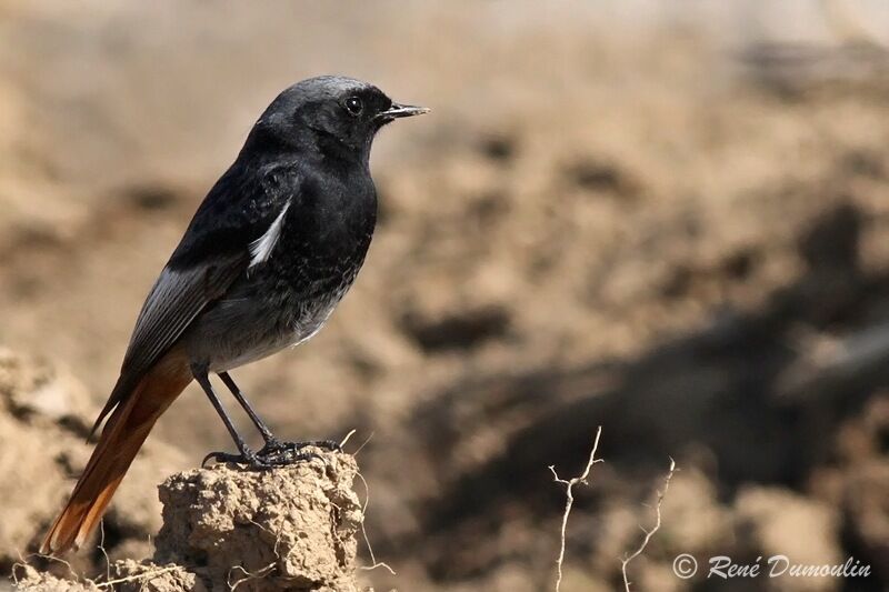 Black Redstart male adult breeding, identification