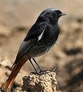 Black Redstart