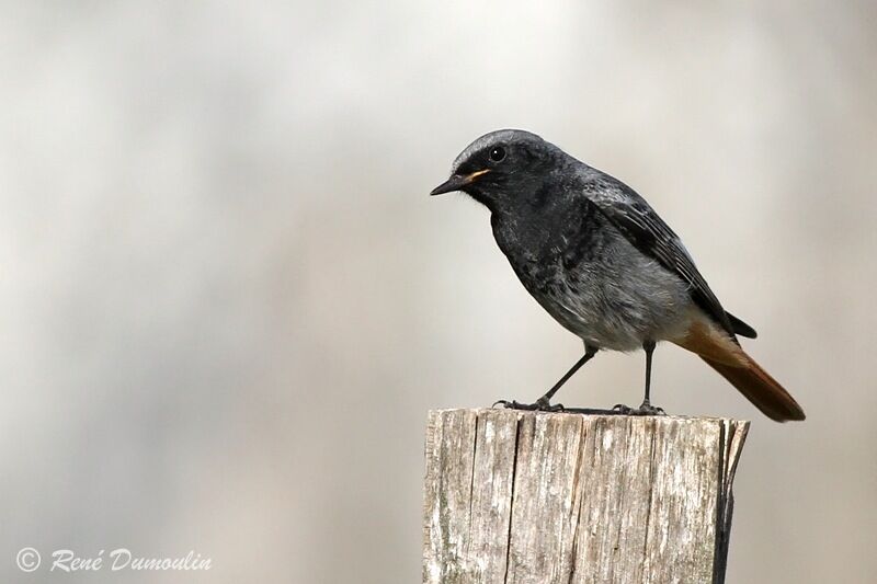 Rougequeue noir mâle adulte, identification