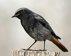 Black Redstart