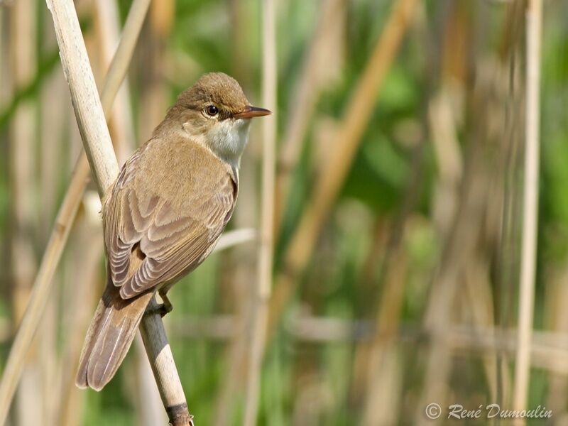 Eurasian Reed Warbler male adult, identification