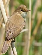 Eurasian Reed Warbler