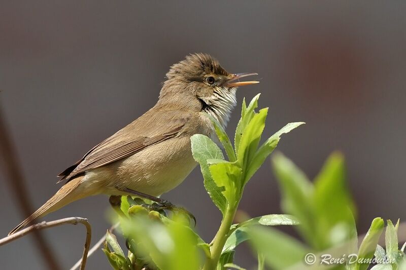 Common Reed Warbler male adult, identification