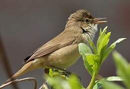 Eurasian Reed Warbler