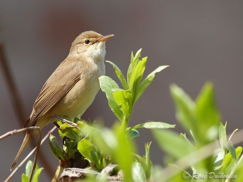 Eurasian Reed Warbler male adult, identification