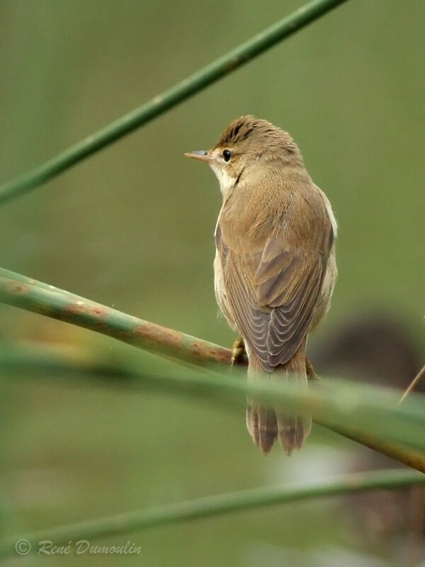 Eurasian Reed Warbleradult