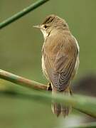 Common Reed Warbler