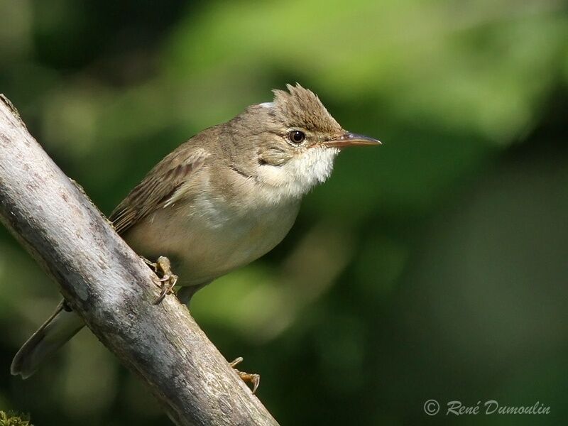 Rousserolle verderolle mâle adulte, identification