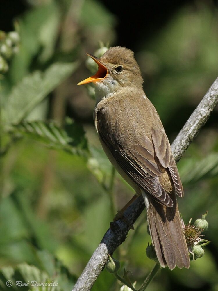 Rousserolle verderolle mâle adulte nuptial, identification, chant