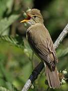 Marsh Warbler