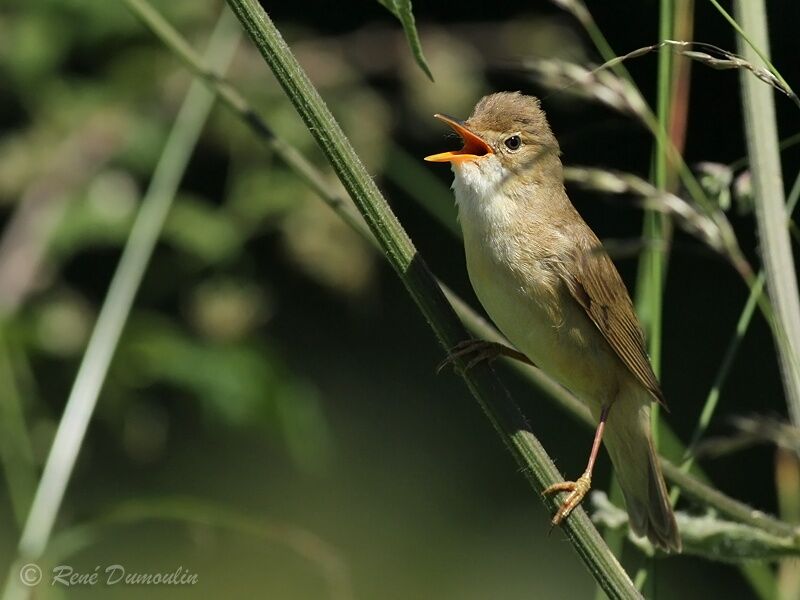 Rousserolle verderolle mâle adulte, identification