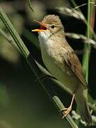 Marsh Warbler