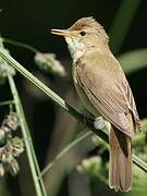 Marsh Warbler