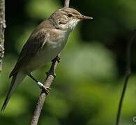 Marsh Warbler