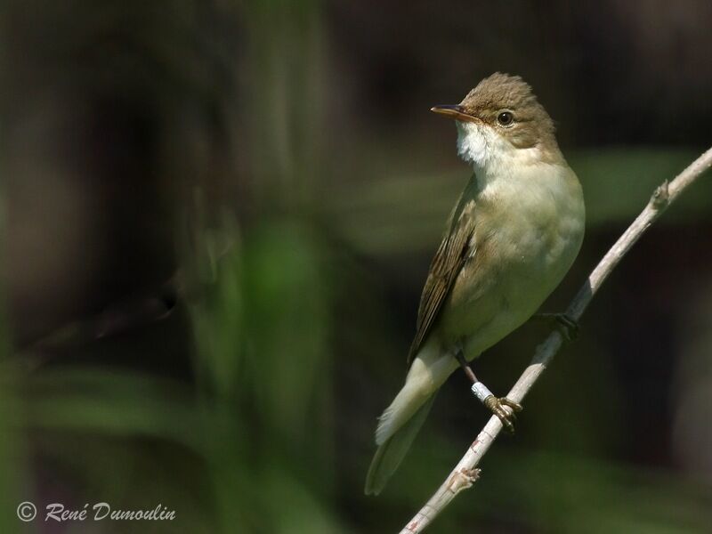 Marsh Warbler male adult, identification