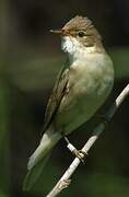 Marsh Warbler