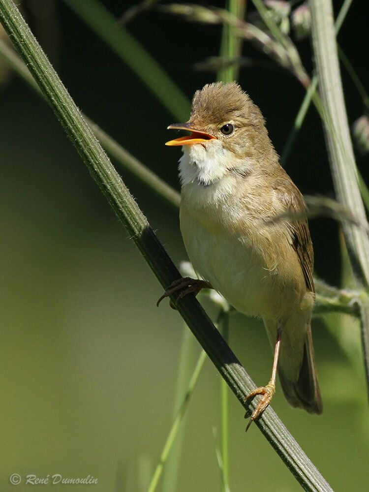 Marsh Warbler male adult breeding, identification, song