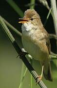 Marsh Warbler