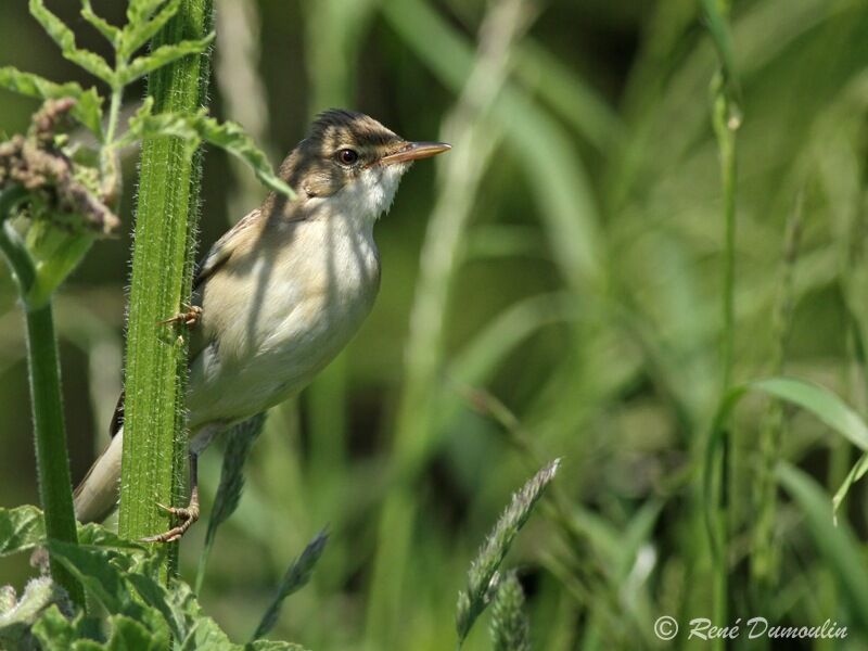 Marsh Warbler male adult, identification