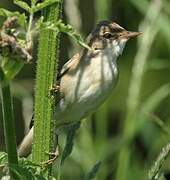 Marsh Warbler