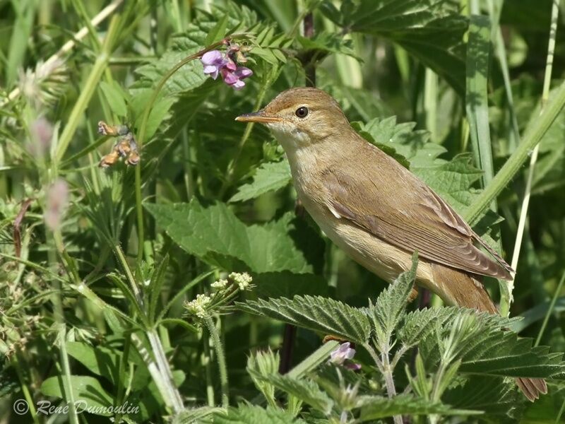 Rousserolle verderolle mâle adulte, identification