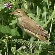 Marsh Warbler