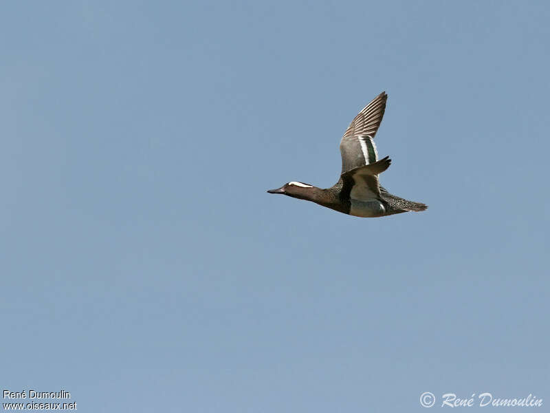 Garganey male adult, Flight