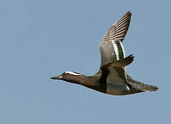 Garganey