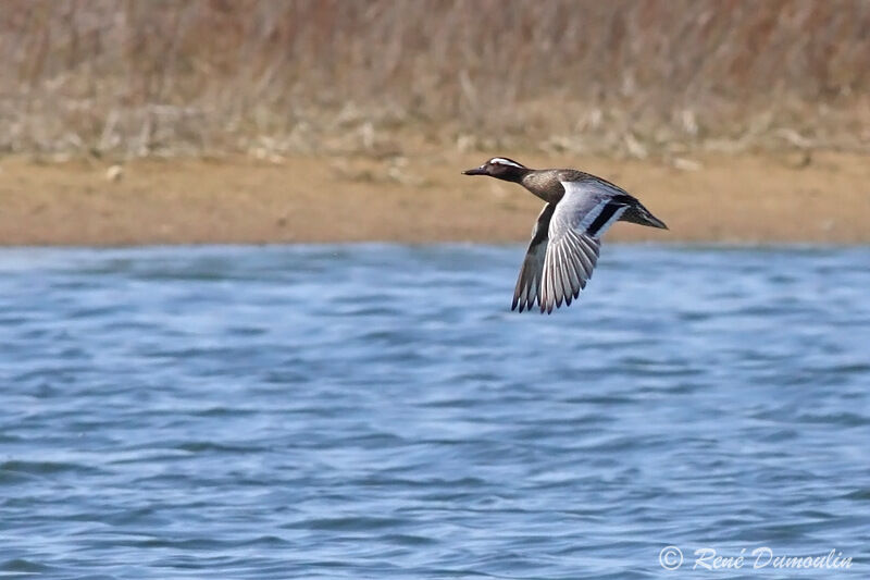 Garganey male adult breeding, Flight