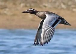 Garganey