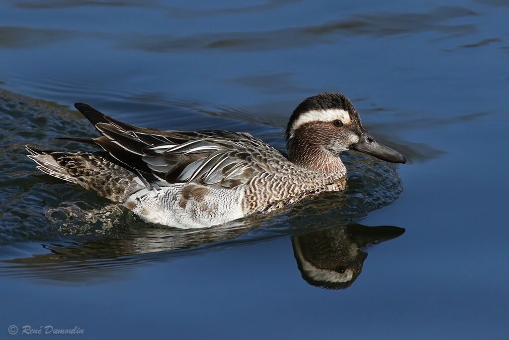 Garganey male adult transition, identification