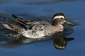 Garganey