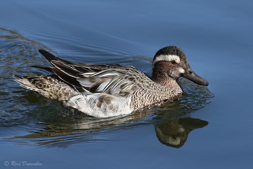 Garganey male adult transition, identification