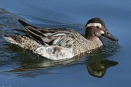 Garganey