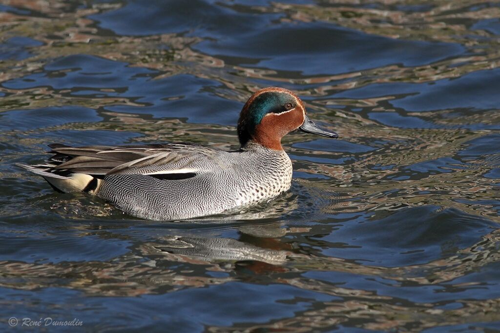 Eurasian Teal male adult breeding, identification, swimming