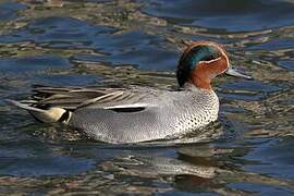 Eurasian Teal