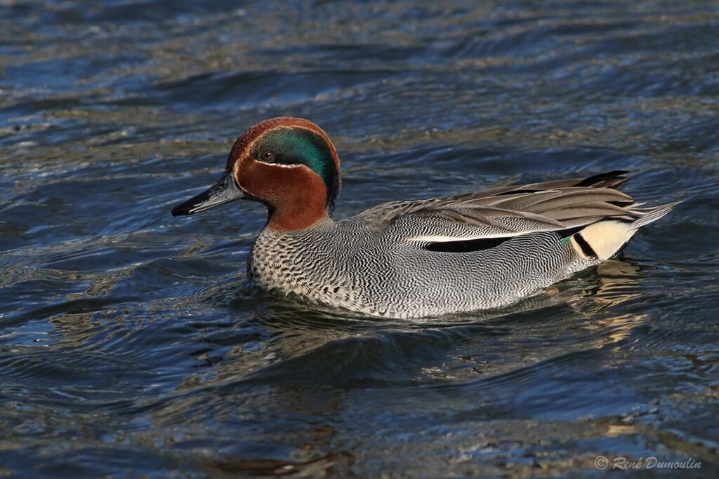 Eurasian Teal male adult breeding, identification, swimming