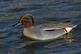 Eurasian Teal