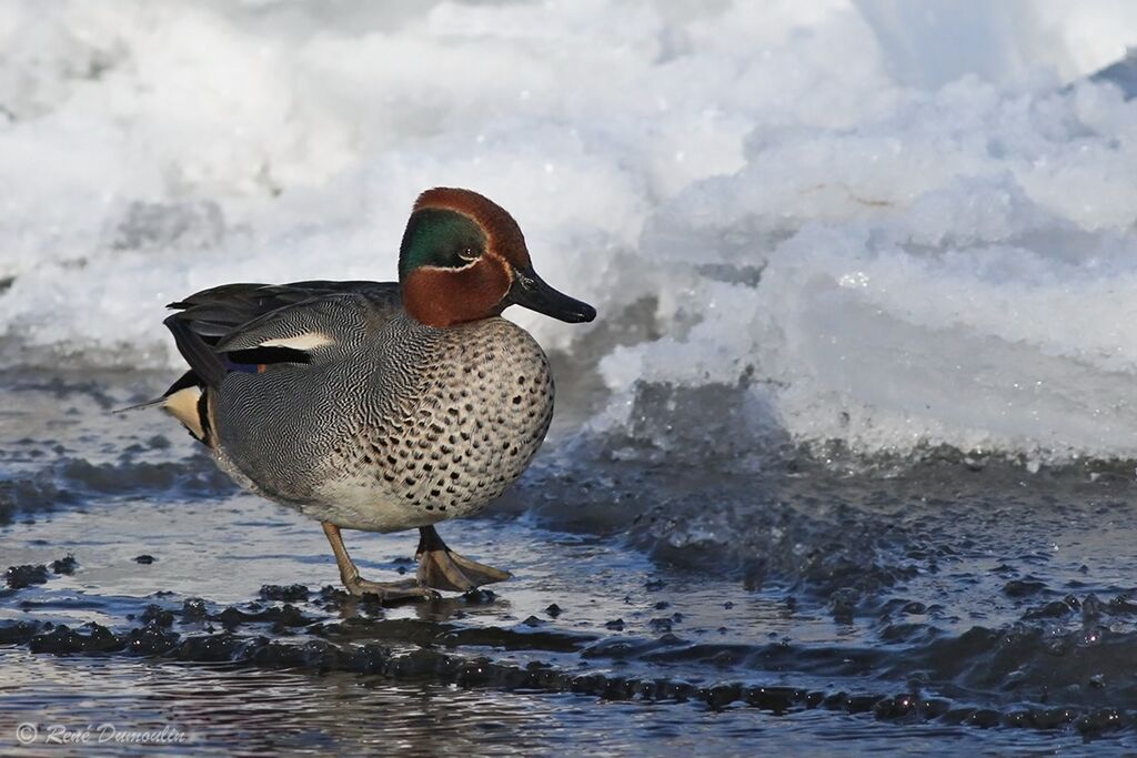 Eurasian Tealadult breeding, identification