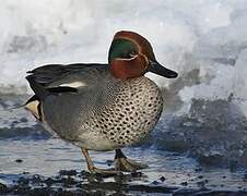 Eurasian Teal