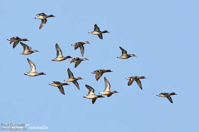 Eurasian Tealadult, Flight