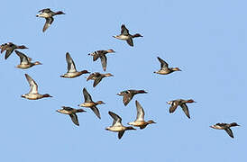 Eurasian Teal