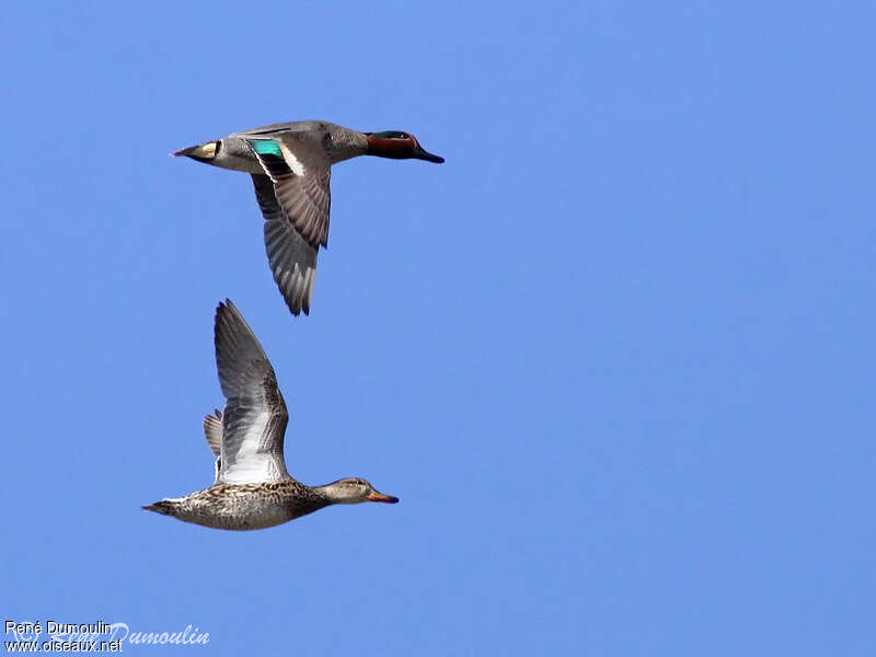 Eurasian Tealadult breeding, Flight